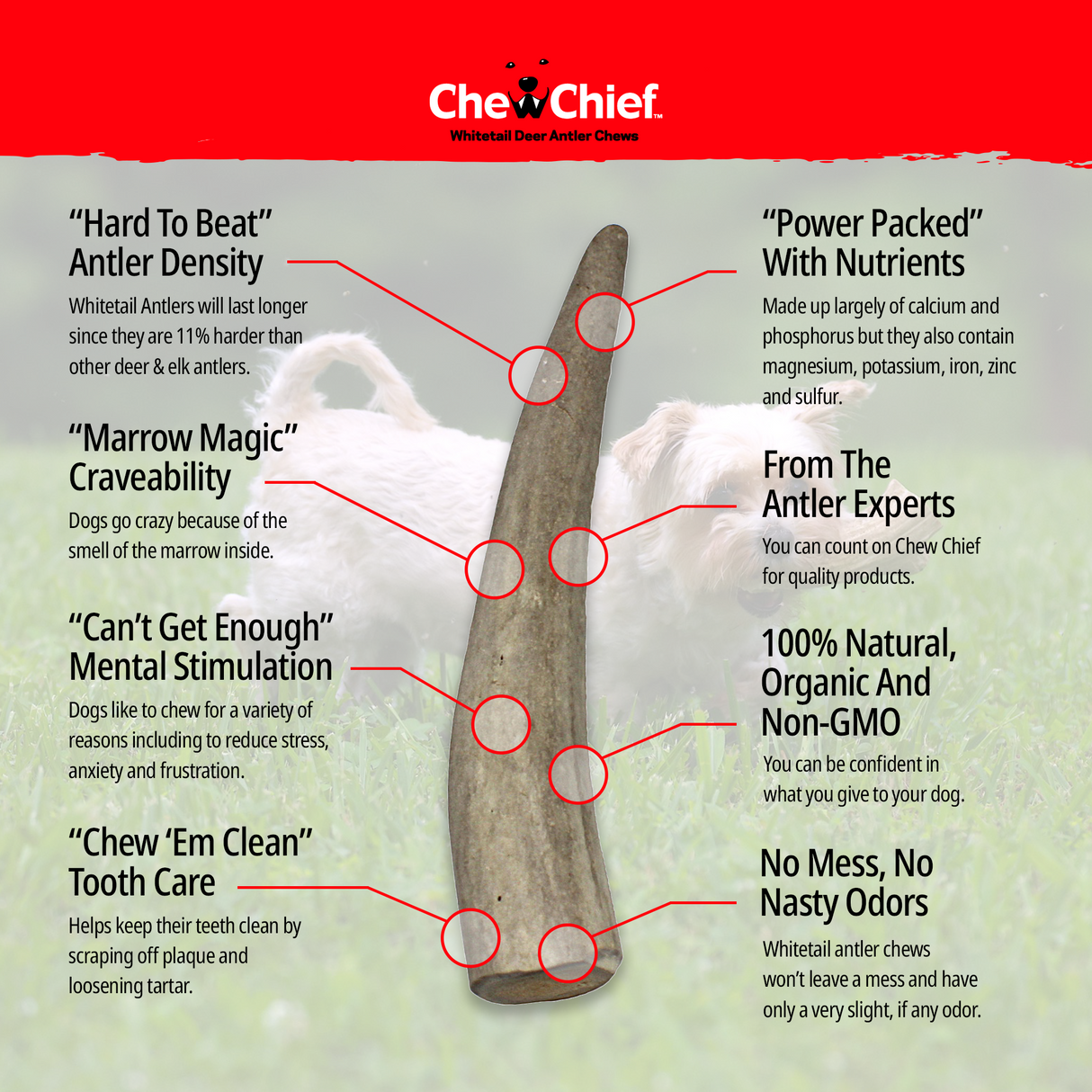 Medium Antlers