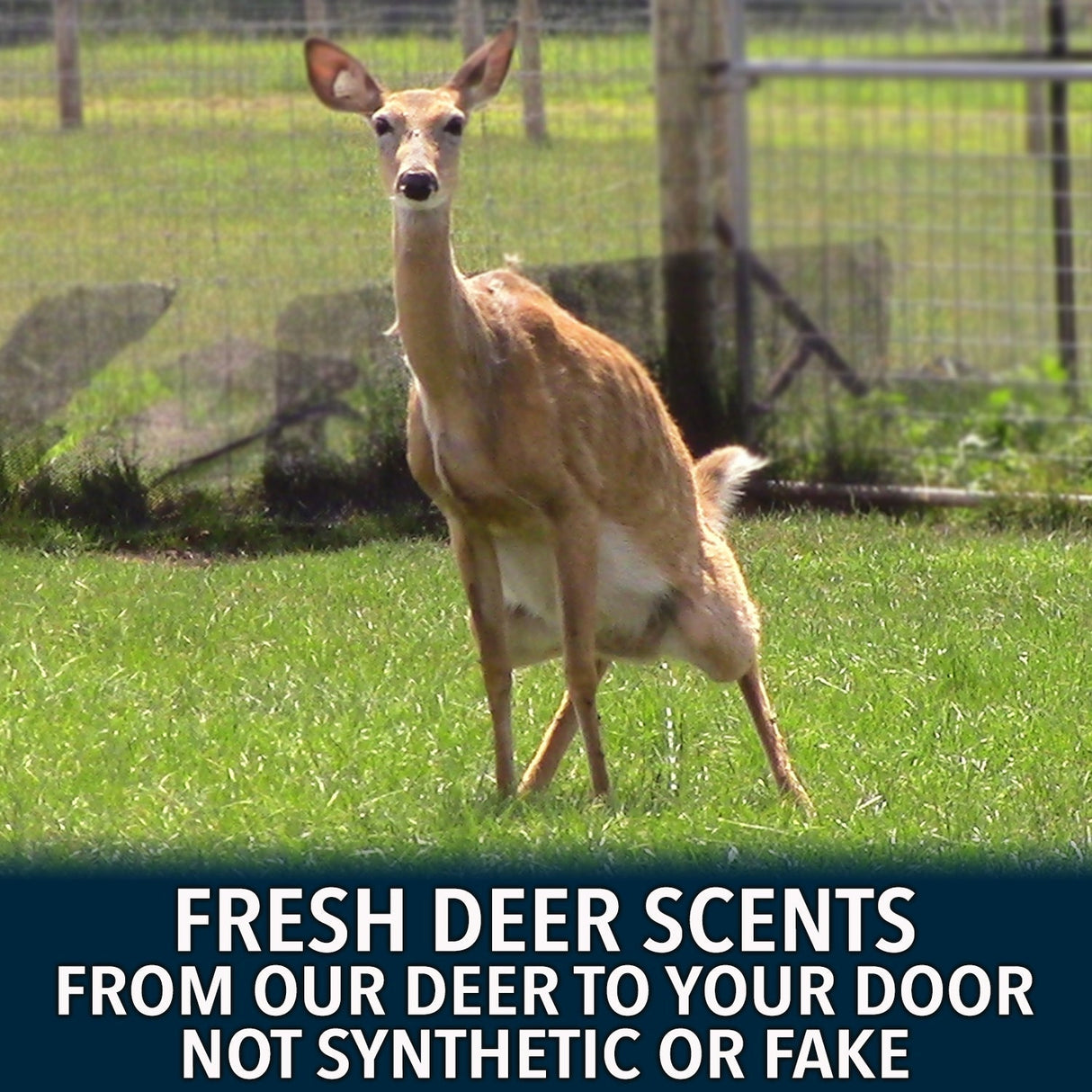 Team200 Rut Package