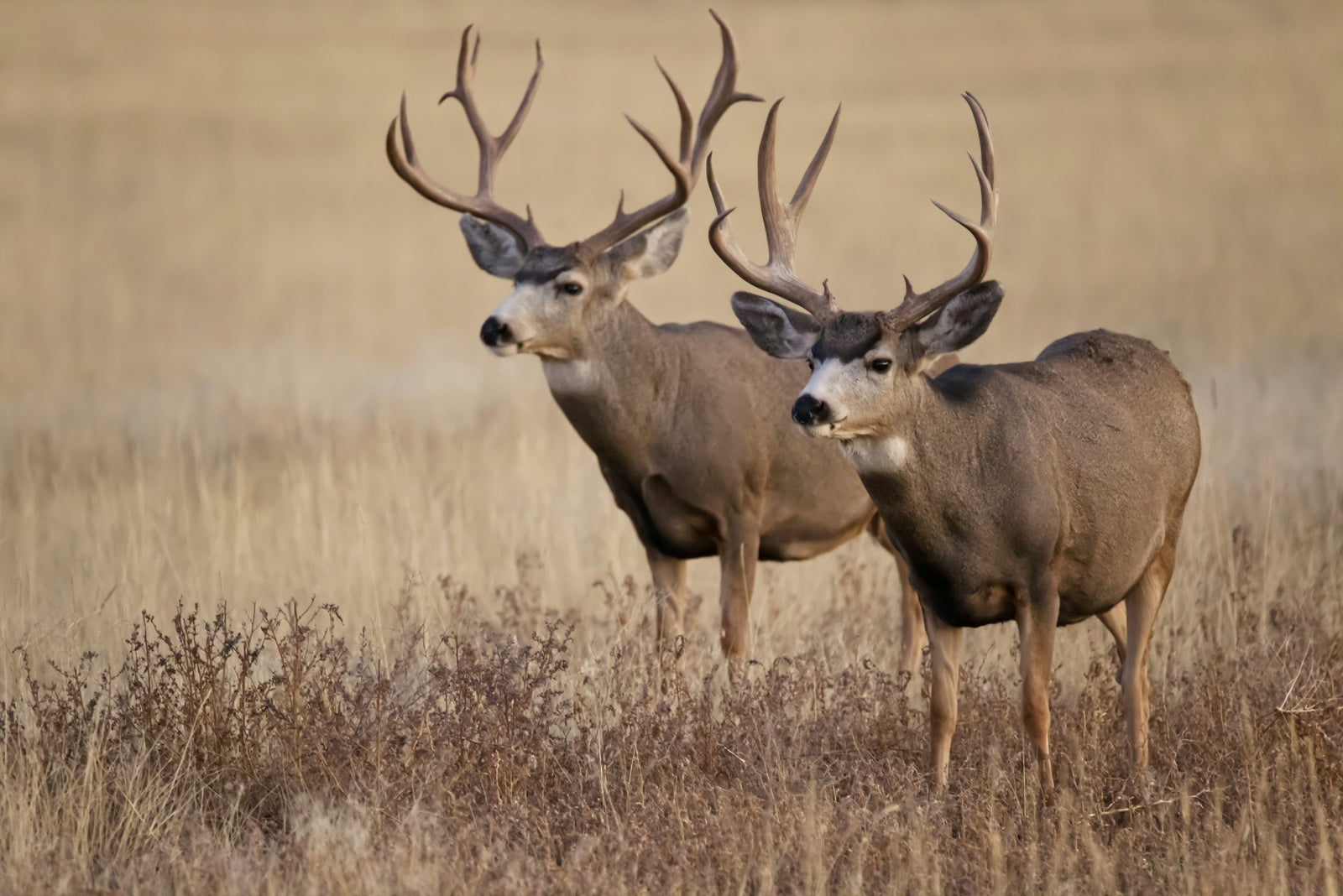 Early-Season Deer Hunting Gear Checklist: What to Wear and Pack in Hot Weather