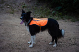 Dog Safety Vest